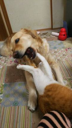 まりあちゃんとゆめちゃんに新しいおともだちの記事動画