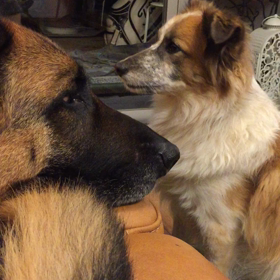 犬達のお戯れ(￣∇￣)。の画像