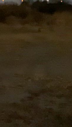 群れ最後のオスの記事動画