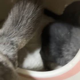 チンチラbabyが生まれましたの画像