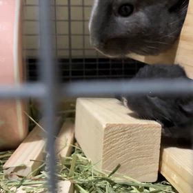 チンチラベビーとオカメの雛さんの画像