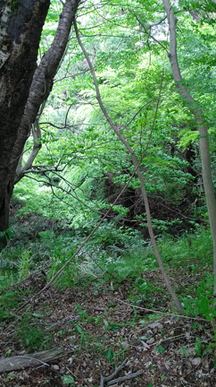 新緑は美しい(今月もありがとうございました)の記事動画