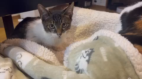 11月12日は保護猫譲渡会です★の記事動画