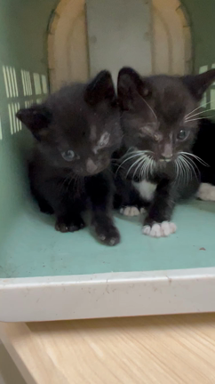 子猫は13匹以上？！TNR現場の事、里親募集の記事動画