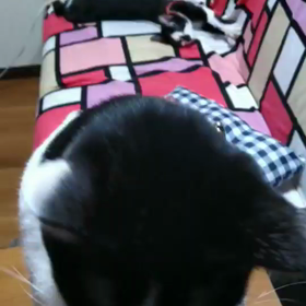 奥にいるクーちゃんの画像