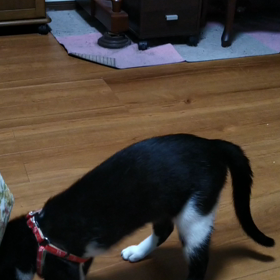 クーちゃん掘り掘りの画像