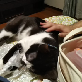 あひゃー♪の画像