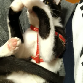 ねこ  じゃらしの画像