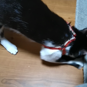 掘り掘りの画像