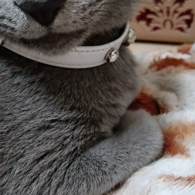 お目々がこぼれ落ちる〜の画像