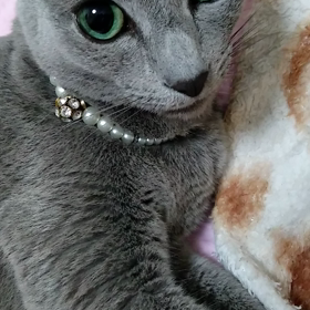 超絶美人のまりもさん!!!の画像