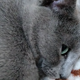 何だかちょっと傷ついた飼い主です…の画像