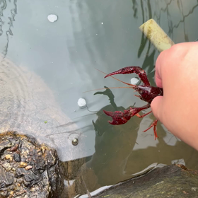 ウォーキング中に…②♪の画像