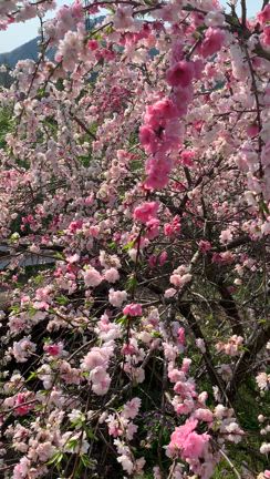 今年のお花見の記事動画