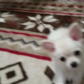 かみかみくんくんの画像