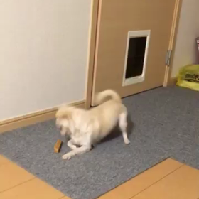 ヒマチーのやり方食べ方の画像