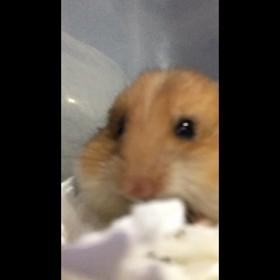 ハムスター日記45の画像