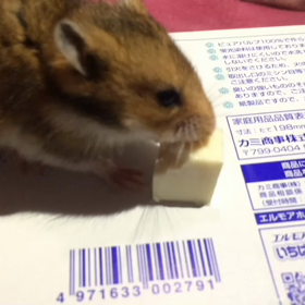 ハムスター日記46の画像