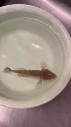 はぜ追記で釣果の記事動画