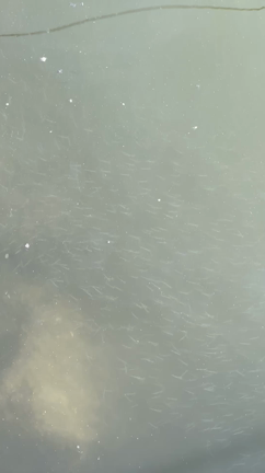 週末からの釣果！の記事動画