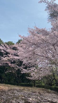お散歩の記事動画