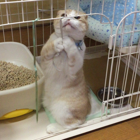 お姉さんがの画像