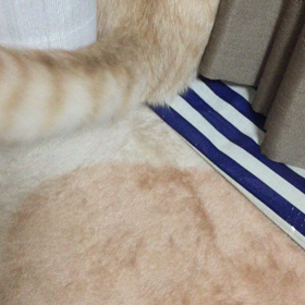 またまたの画像