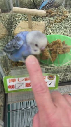【当選LINE】3件❣️こあまちゃん来るってよー❣️の記事動画
