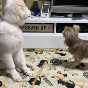 猫の日の画像