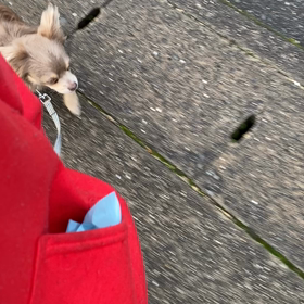 それぞれと散歩の画像