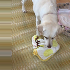 サスケくんの巣立ちの画像