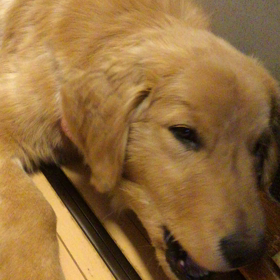 イタズラサスケの画像