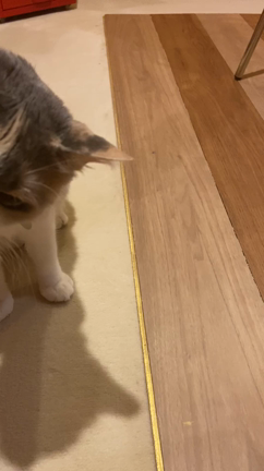 ささやかなチュールパーティーの記事動画