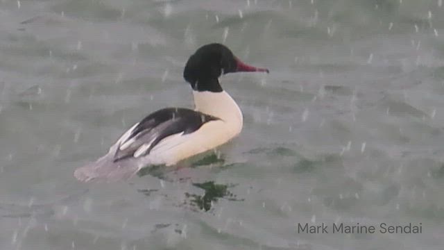 漆沢ダム【３日目】の記事動画