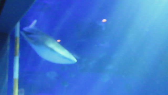 石川県の旅②旅の目的の記事動画