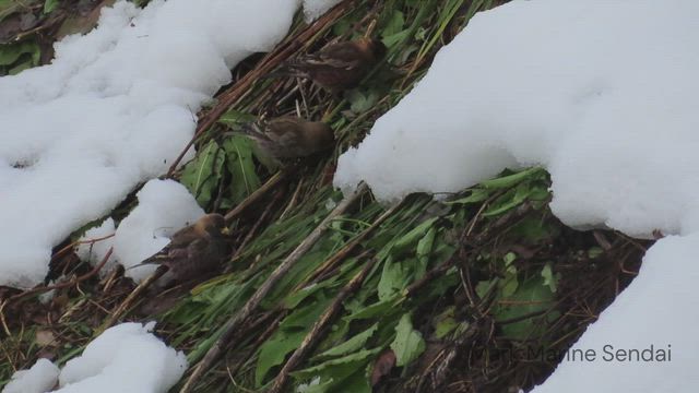 漆沢ダム【２日目】の記事動画