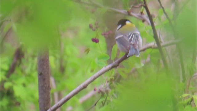 加美町へGO‼の記事動画