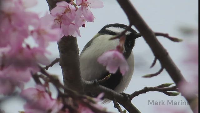 毎年恒例のお楽しみの記事動画