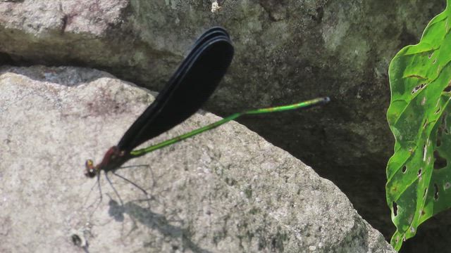 ダムへGO！:化女沼ダムの記事動画