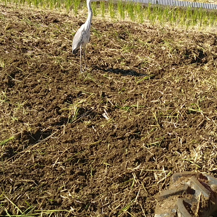 田圃の土作り〜鷺も健康的！の記事動画