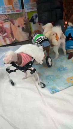 GO!保護犬GO 保土ヶ谷ビジネスパークわんわんマルシェで幸せさがし！の記事動画
