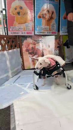 GO!保護犬GO 保土ヶ谷ビジネスパークわんわんマルシェで幸せさがし！の記事動画