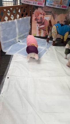 GO!保護犬GO 保土ヶ谷ビジネスパークわんわんマルシェで幸せさがし！の記事動画
