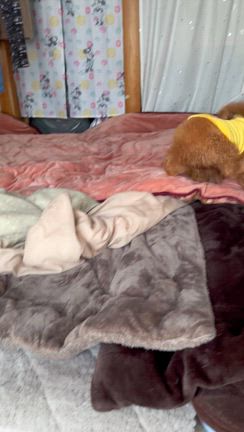 ⭐️スッキリ.サッパリ！シャンプーday⭐️GO!保護犬GOさんよりお預かり中の【献血君】の記事動画