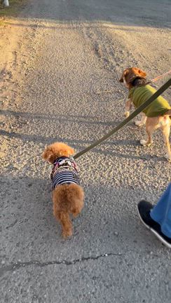 【追記あり】⭐️ケンケｰﾝ！僕は保護犬だよっ！⭐️GO!保護犬GOさんよりお預かりしています。の記事動画