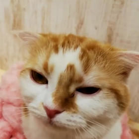 猫カフェ　動画作って見ました( ☆∀☆)の画像