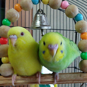 兄妹のカップルの画像