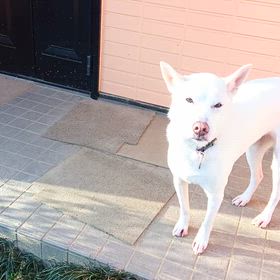 今朝の二匹　2026/2/14の画像