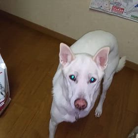 大根が大好きな満天さん、一応犬です。の画像