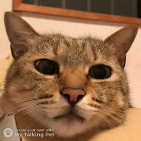 猫の日の画像